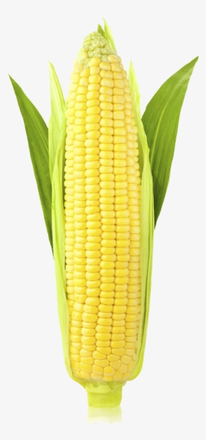 Corn Png Image - Stock Photography