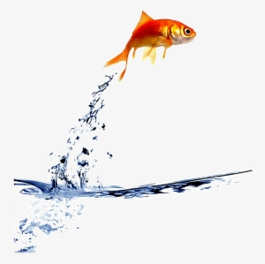 Ftestickers Goldfish Jump Fishstickers - Fish Jumping Out Of Bowl Gif