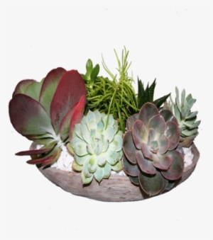 Succulent Garden - Agave