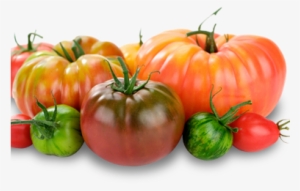 Summer Seasonal Ingredients What's Good Now At Seasons - Heirloom Tomato