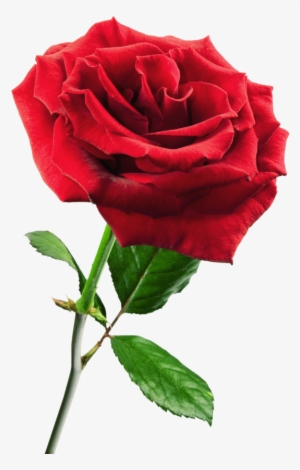 Rosa ,en Formato Png - Roll On Hot Depilatory Wax Cartridge Heater Waxing