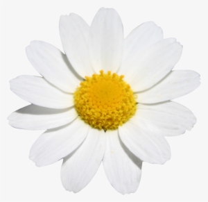 Летний Скрап-набор - Chamomile