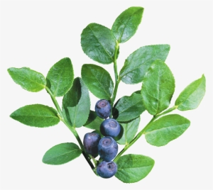 Blueberrys With Leave Png Image - Blueberry Bush Transparent