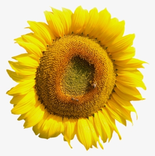 Free Yellow Sunflower Flower Png Image - Sun Flower Flower Png