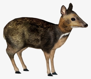 Philippine Mouse-deer - Philippine Mouse Deer Png