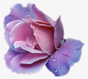 Lavender Rose By Sarthan On Deviantart - Diana Vreeland Outrageous Daringly Different