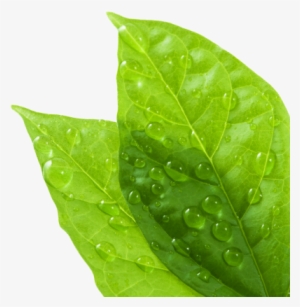 Dew Drops On Leaf Png