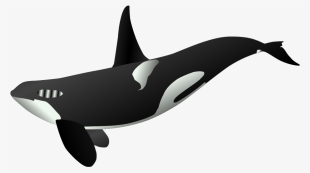 Free Vector Graphic - Killer Whale Full Body