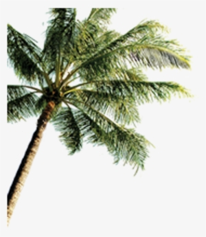 Island With Coconut Trees Png