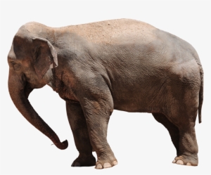 Elephant Png Transparent - Transparent Elephant Png