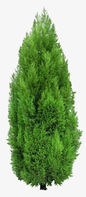 Cypress Tree Png Clipart - Cypress Png