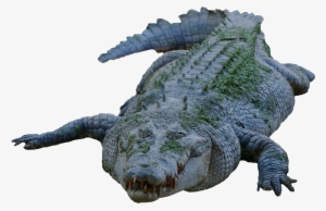 Crocodile Png