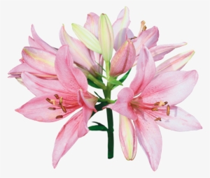 You Might Also Like - Pink And White Lily Flowers - 1600x1505 PNG ...