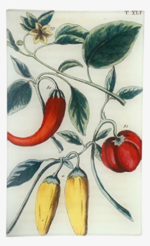 Peppers Xli Peppers Xli