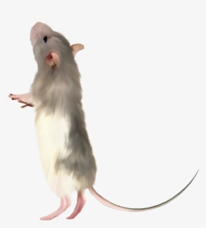 Mouse .png