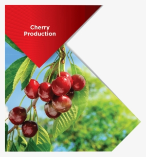 Cherry - Fruits Et Plantes Sauvages