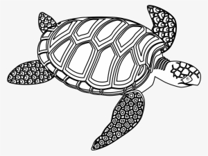 Drawn Sea Turtle Black And White - Green Sea Turtle Black And White