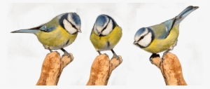 Chickadee Drawing Beginner - Bird