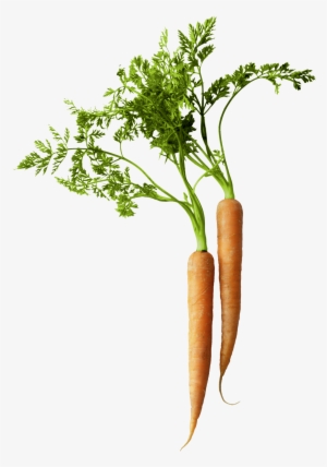 Carrot