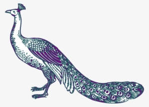 Peafowl Clipart Purple Peacock - Purple And Teal Peacock