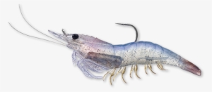 912 White Shrimp - Live Target Livetarget Rigged Shrimp Soft Plastic White