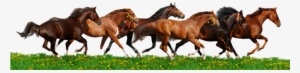 Running Horse Png - Herd Of Horses Clipart