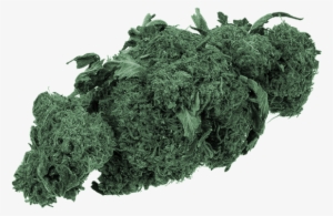 Let's Call Weed Flowers - Site Seacoastonline Com Marijuana