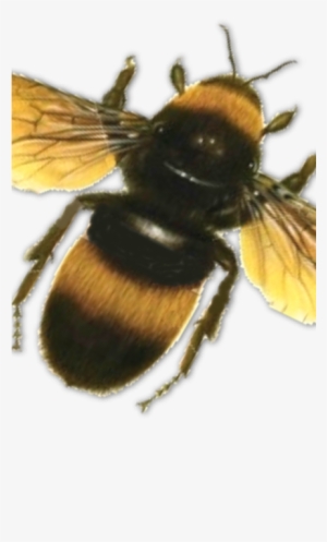 Bee-430x860 - Bees Psd