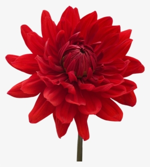 Dahlia Png Transparent Images - Zen Cinemax 4g 5.5 Inch Marshmallow 2gb