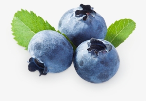 Blueberries Png - Bilberry Extract Powder 1 Lb