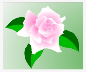 This Free Icons Png Design Of Pink Rose
