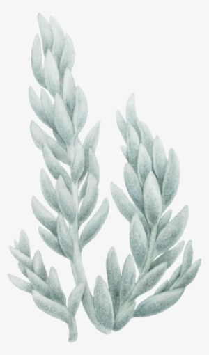 Senecio Haworthii - Einkorn Wheat