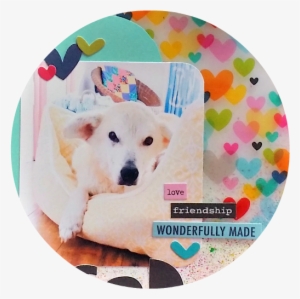 Tai Bender - Berger Blanc Suisse