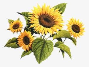 Sunflowers Png Vintage Clip Library - Vintage Sunflower Clipart
