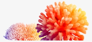 Coral Hd Png