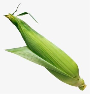 Corn Leaf Png