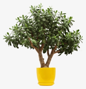 Lemon-tree - Raindrops Wall Stickers