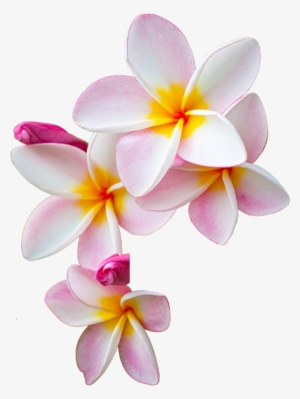 Resultado De Imagen Moana - Png Moana