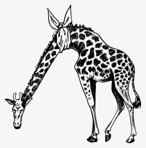 This Free Icons Png Design Of Hurt Neck Giraffe