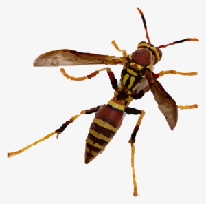 Bees & Wasps - Wasp