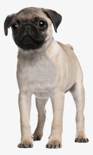 Pug Puppy - 3 Months Old Pug