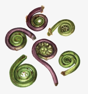 Fiddleheads - Fiddlehead Fern