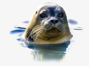 Download Seal In Water Png Image - Crocodile In Water Png