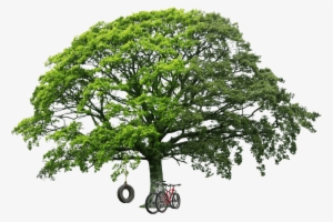 Big Green Tree Png Image - Oak Tree