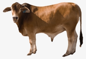 Cow Png - Bull Cow Png