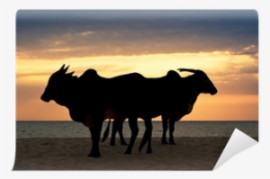 Zebu Are Standing On The Beach At Sunset Wall Mural - Zebu