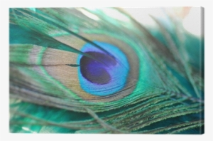 Single Peacock Feathers With Flute Png Download - Feather