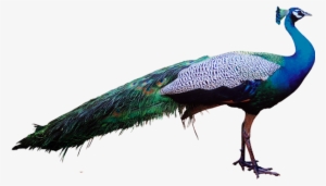 Peacock Stock Png Transparent - Peacock In Psd