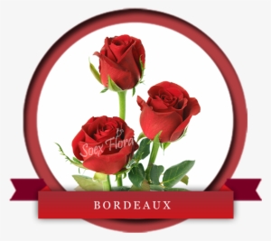 Dark Red Premium Variety Bordeaux Is A Big Headed Noble - Floribunda