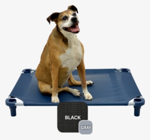 Premium Solid Color Cot - Bed